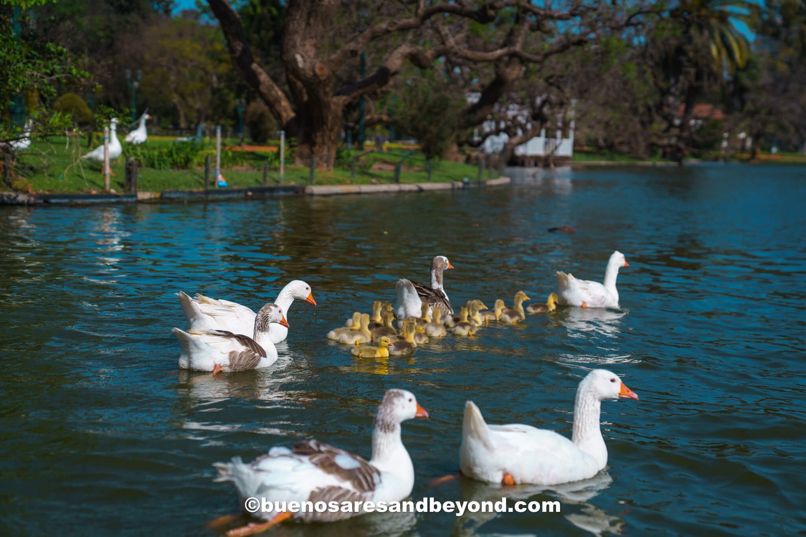 ducks with their ducklings in Palermo Woods lake - best month to visit Buenos Aires