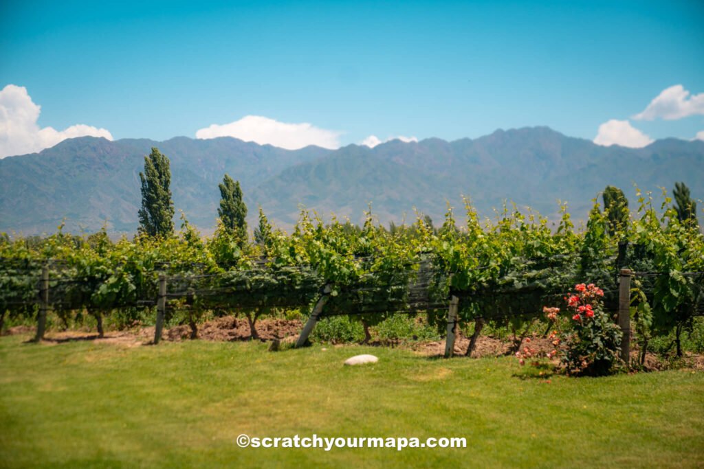 wineries - why it's worth visiting Argentina