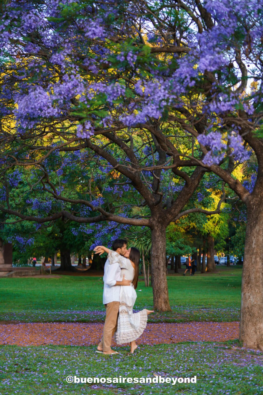 purple Jacaranda trees in Buenos AIres