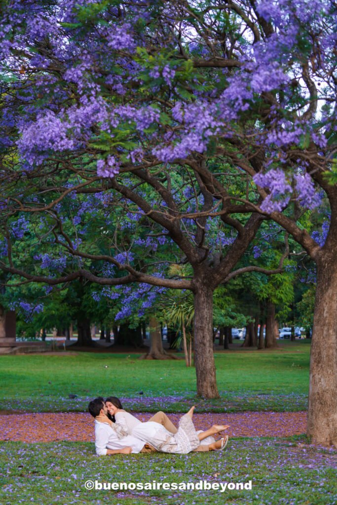 Jacaranda trees in October - best time to visit Argentina