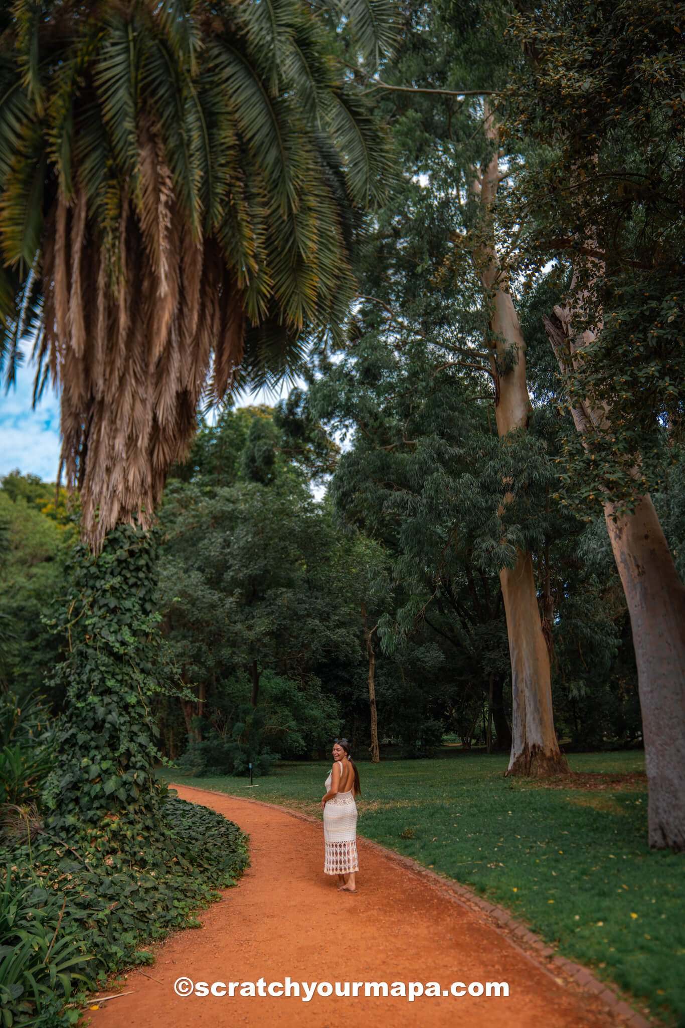Palm trees at the Buenos Aires botanical gardens