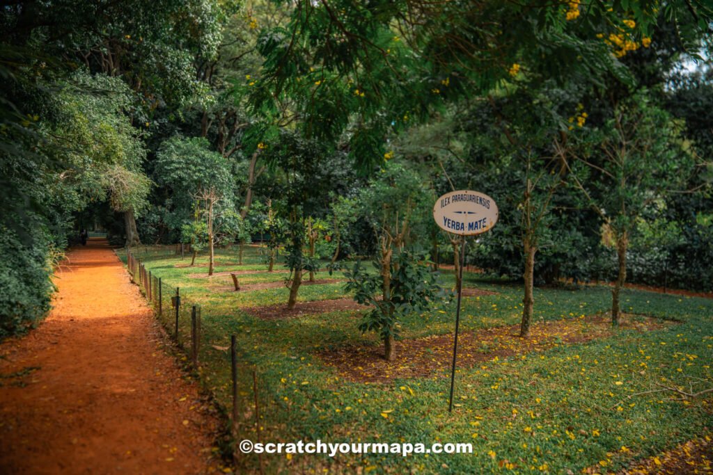 Yerba Mate garden at the Buenos Aires Botanical Gardens