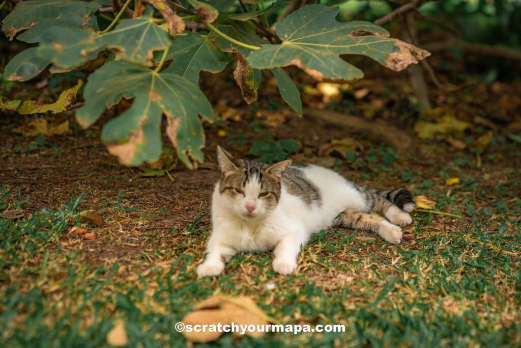 Cat in the Buenos Aires botanical Gardens