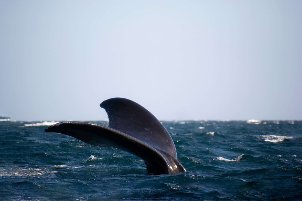 Puerto Madryn Argentina in October